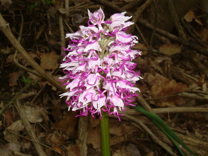 Orchis Simia